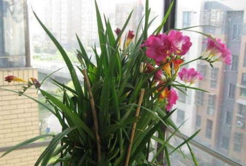 美国吊兰怎么养才能开花？