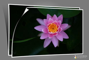 睡莲在北方暖气环境下养殖， 那些事儿