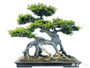 榕树盆景价格大公开！如何挑选高性价比盆景