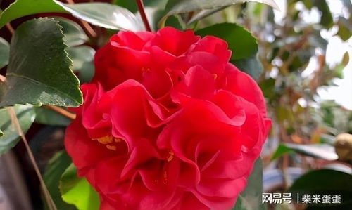 优秀切花玫瑰：粉白双色的迷人魅力