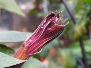 曼陀罗， 这个名字听起来有点儿陌生哦