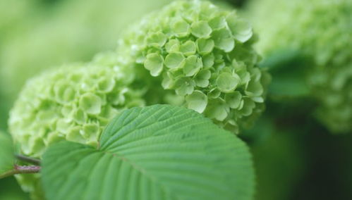 萍蓬草， 水域中的绿色净化器