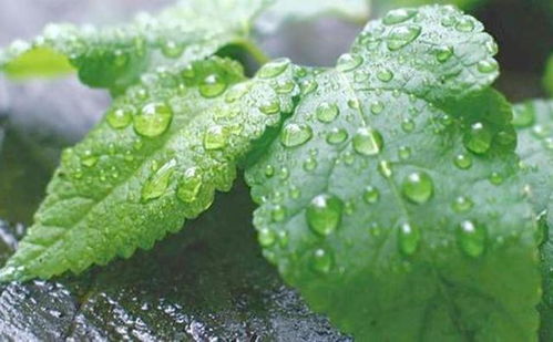 薄荷的多种用途