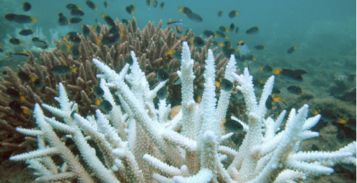 珊瑚的佩戴注意事项