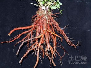 丹参收获， 也要讲究时机