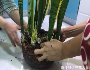 绿箩如何巧妙固定在鱼缸中，拆分后如何重新组装