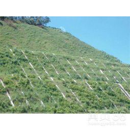 六、咖啡种植：怒江峡谷，惊喜连连！