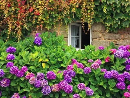 小花园的秘密：打造你的八月花海