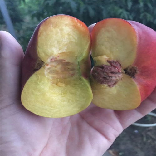 柚子施磷钾肥最甜，一般在果实成熟前30天左右套袋