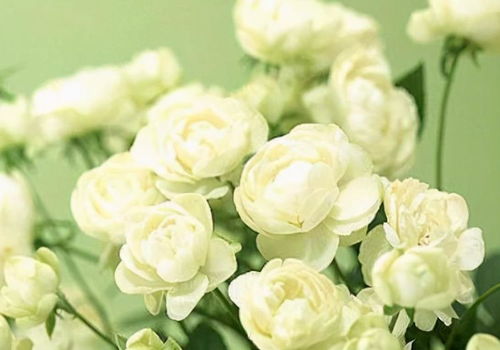 忽视酸碱：栀子的烦恼