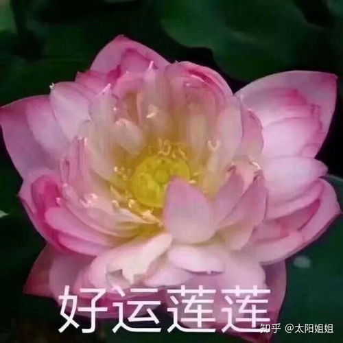 “荷花头像设计，哪款最惊艳