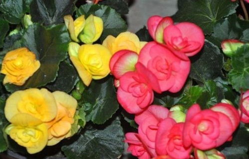 二、 准备阶段的小窍门