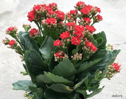 惠兰花不开花怎么办？教你几招让它花开满盆
