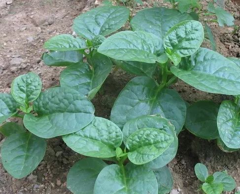 盆里青菜长虫了怎么安全有效除虫