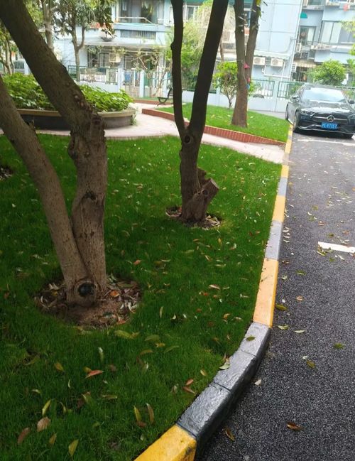 一排排绿意盎然的绿化带， 美得让人心动