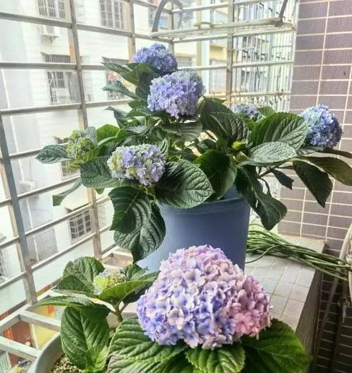 盆栽养护得当，为何仍不开花
