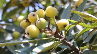 枇杷树：霜打后的芬芳