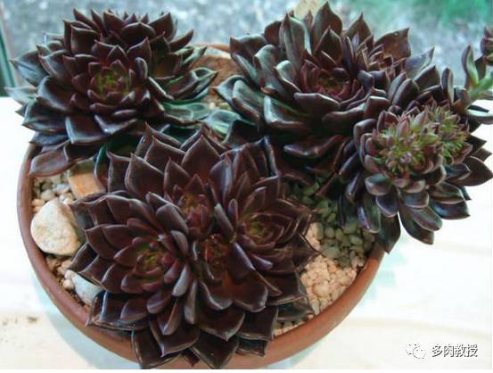 新手必入3大金刚