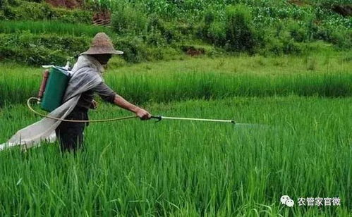 榛子树病虫害防治，选用哪种农药效果最佳