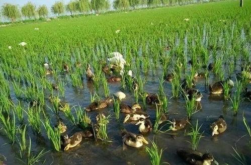 园林苗木行业的未来展望