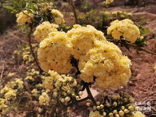 走出大山， 分享喜悦