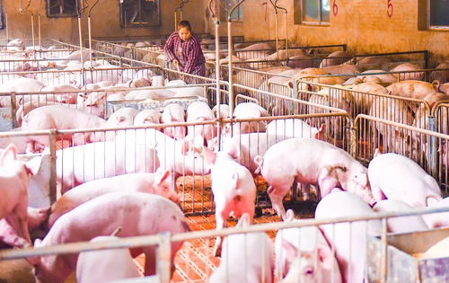 回乡养猪大学生，开启现代农业养殖新篇章