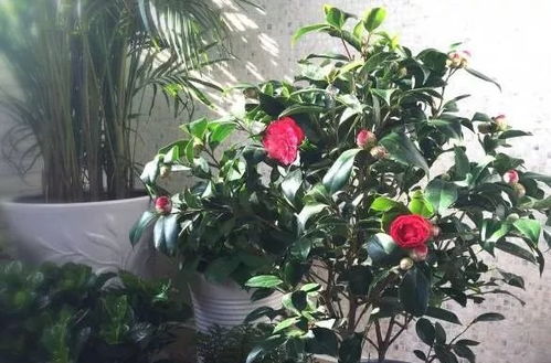 茶花掉叶，常见于浇水不当、病虫害或光照不足