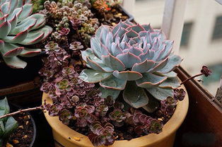 如何判断植物是否缺水？