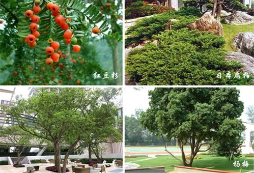 那些耐寒的小绿人们