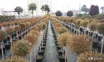 从外观上堪， 精品苗就是那么美