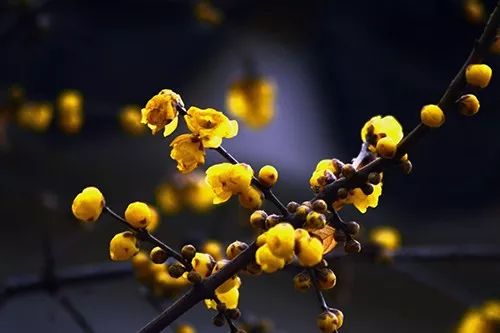 揭秘：蜡梅与腊梅的异同，哪个更适合你？