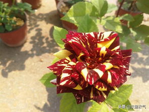 月季黄刺蛾的危害与防治概述