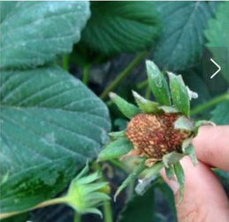 草莓灰霉病的防范与治疗措施