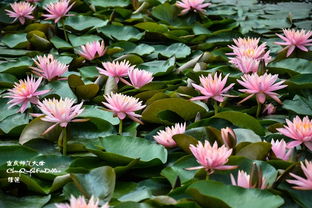 水生植物的适应性