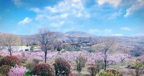 阳春三月，桃花盛开