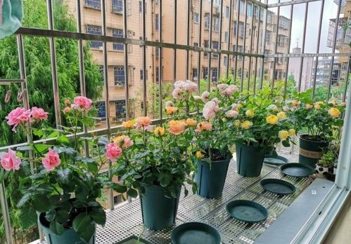 水肥：水肥管理得跟得上