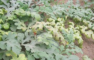 防治措施大揭秘