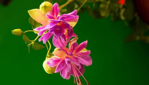 延长花期的小秘诀