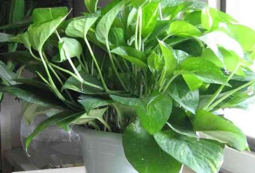 常春藤：绿色画卷