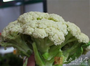 肉锥适合在哪种土壤中种植，以促进其健康生长