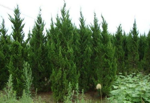 龙柏树的种植土壤与光照条件