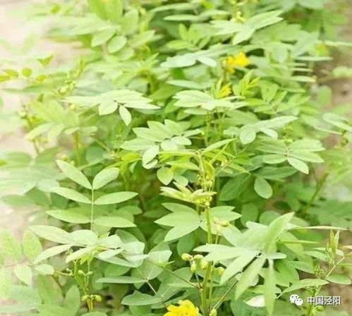 Q：网上说嫩长1米，是真的吗？