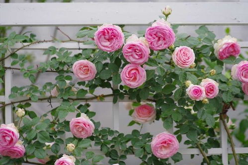 网购月季苗，处理得当无压力