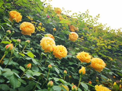 藤本月季的生长特点