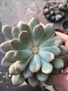 法师多肉多头养成技巧，摘心时机全攻略