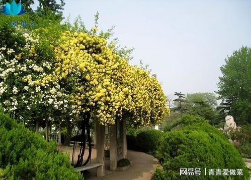 木香花那些事儿