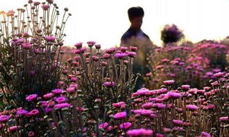 秋天的色彩盛宴：绿化带里的十种秋花