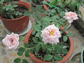 栽培方式：南京地区大花月季的种植技巧