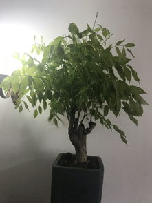 紫藤不开花,只长叶