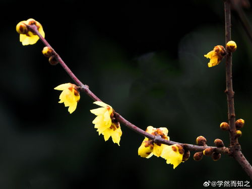 腊梅花的北国之旅